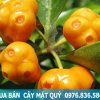 mua bán cây mặt quỷ