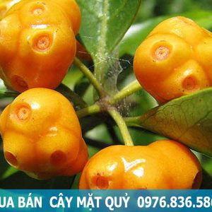 mua bán cây mặt quỷ