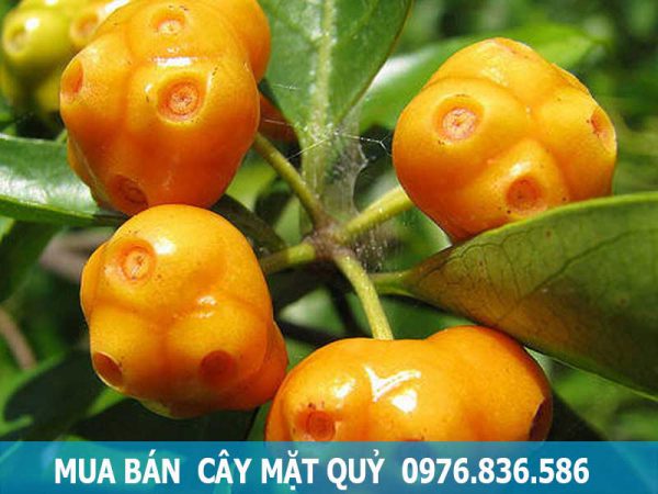 mua bán cây mặt quỷ