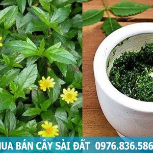 mua bán cây sài đất