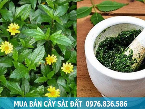 mua bán cây sài đất