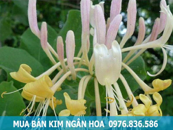 mua bán kim ngân hoa