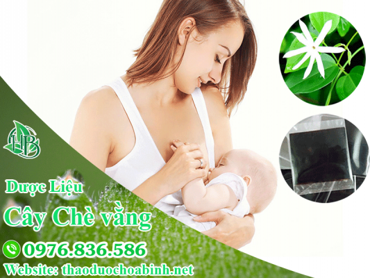 Nên uống chè vằng đúng liều lượng để đảm bảo an toàn