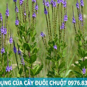 tác dụng của cây đuôi chuột