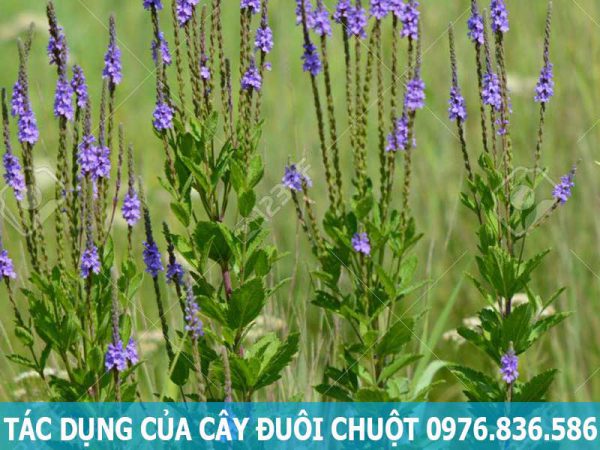 tác dụng của cây đuôi chuột