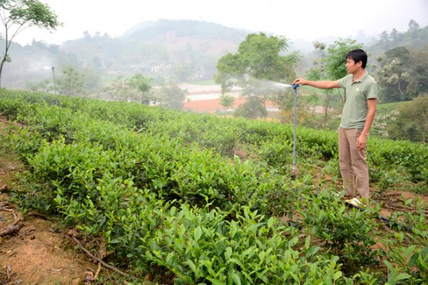 Cần tưới nước, làm sạch cỏ để cây phát triển tốt