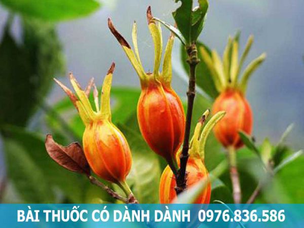 bài thuốc sử dụng cây dành dành