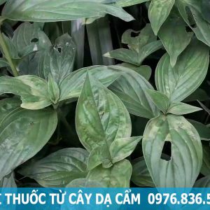 bài thuốc từ cây dạ cẩm