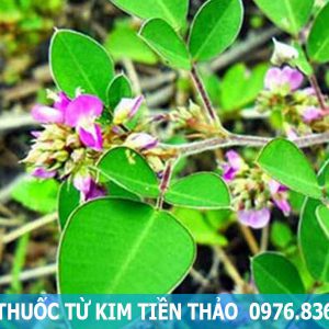 bài thuốc từ cây kim tiền thảo