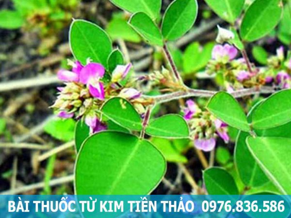 bài thuốc từ cây kim tiền thảo