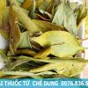 bài thuốc từ cây chè dung