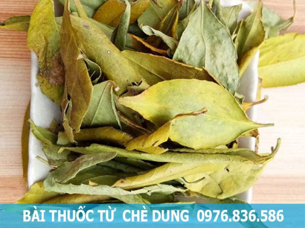 bài thuốc từ cây chè dung