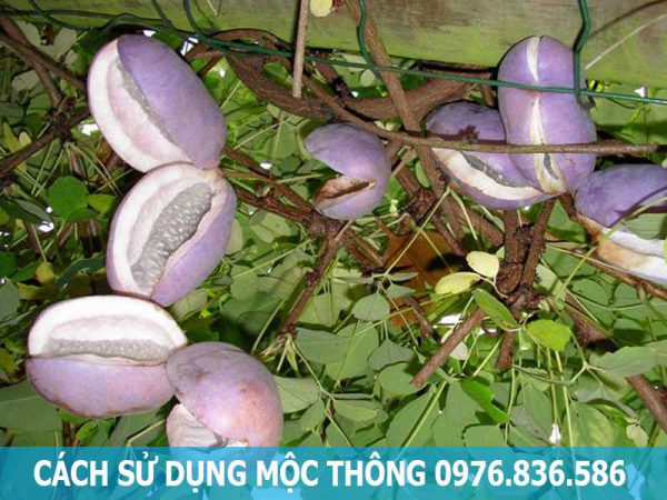 cách sử dụng mộc thông