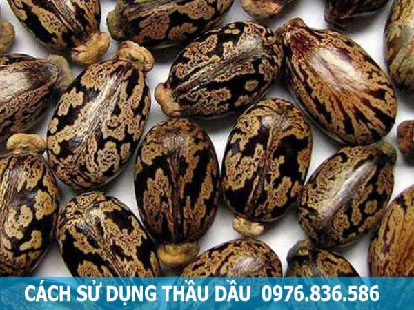 cách dùng thầu dầu