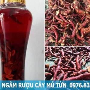 cách ngâm rượu cây mú từn