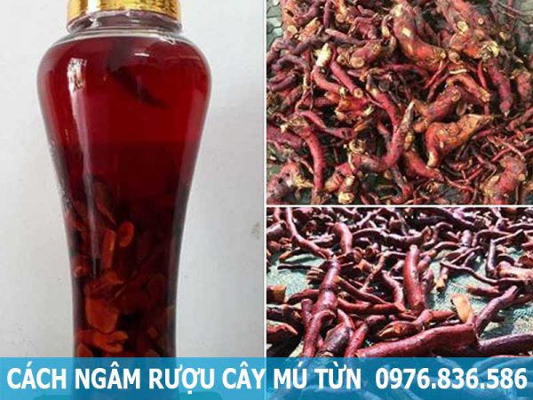 cách ngâm rượu cây mú từn