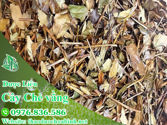 Uống chè vằng ngay sau sinh để phục hồi sức khỏe nhanh chóng