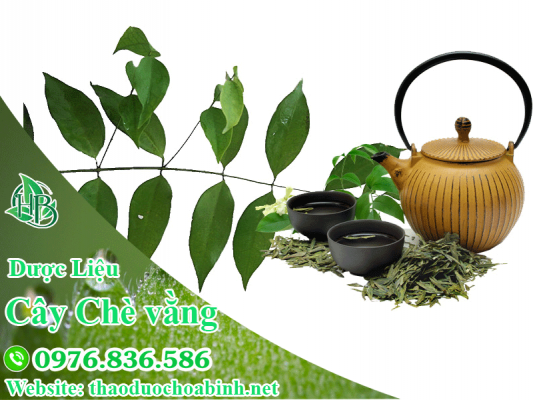 Dược liệu Hòa Bình chuyên cung cấp chè vằng nguồn gốc rõ ràng, đảm bảo chất lượng