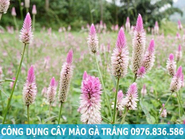 công dụng cây mào gà trắng