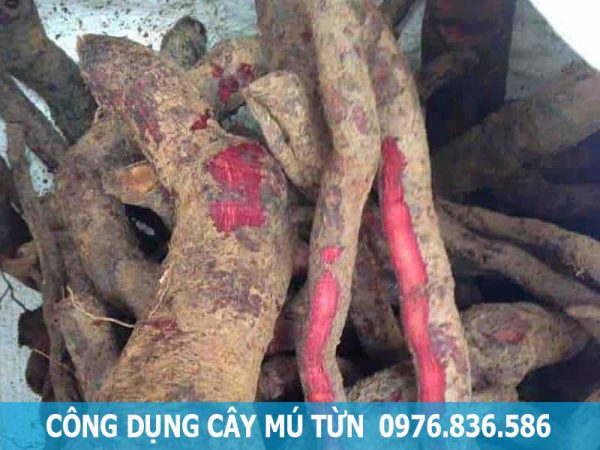 công dụng cây mú từn