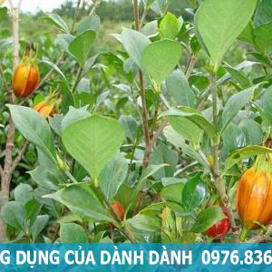 công dụng của dành dành