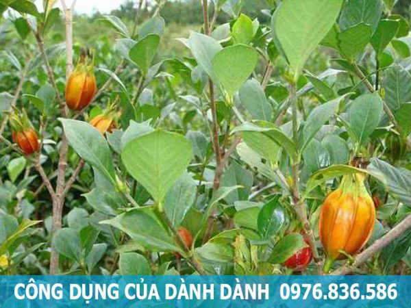 công dụng của dành dành