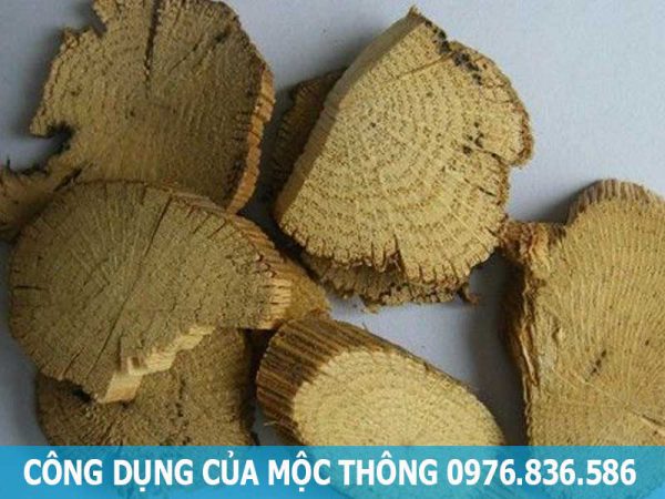 công dụng của mộc thông