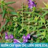 đặc điểm cây bán chi liên