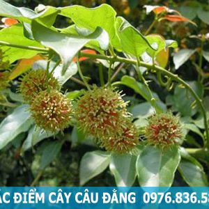 đặc điểm cây câu đằng