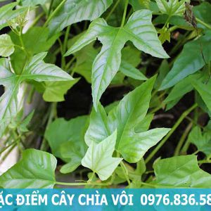 đặc điểm cây chìa vôi