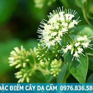 đặc điểm cây dạ cẩm