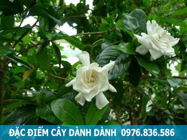 đặc điểm cây dành dành