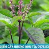 đặc điểm cây hương nhu tía