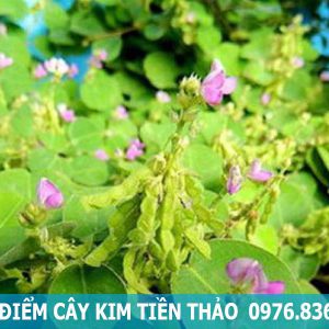 đặc điểm cây kim tiền thảo