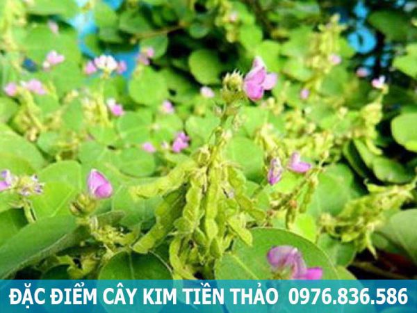 đặc điểm cây kim tiền thảo