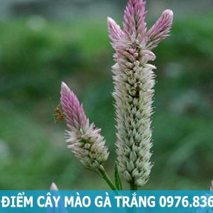 đặc điểm cây mào gà trắng