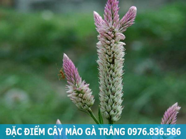 đặc điểm cây mào gà trắng