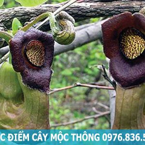 đặc điểm cây mộc thông