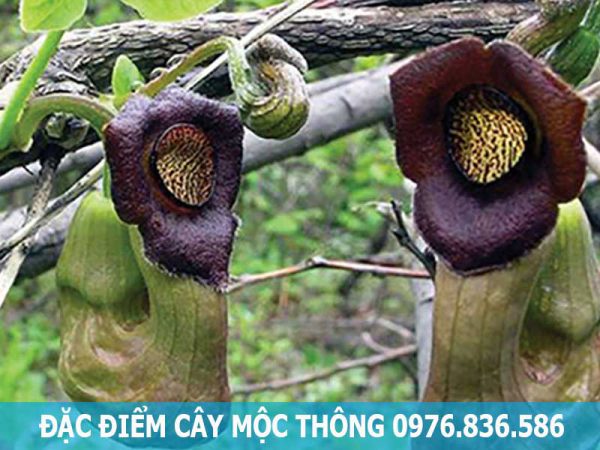 đặc điểm cây mộc thông