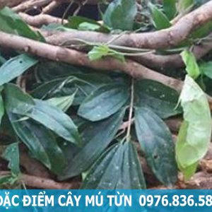 đặc điểm cây mú từn