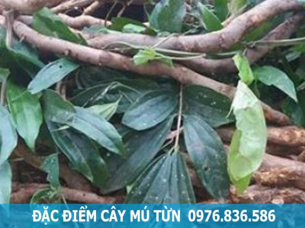 đặc điểm cây mú từn