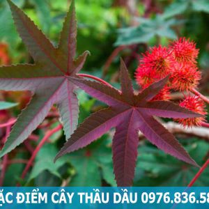 đặc điểm cây thầu dầu