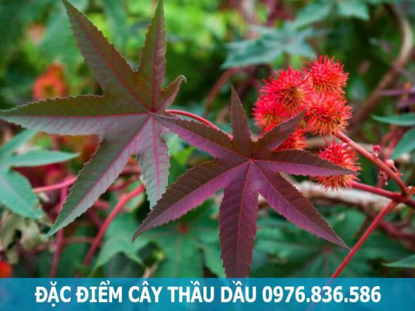 đặc điểm cây thầu dầu