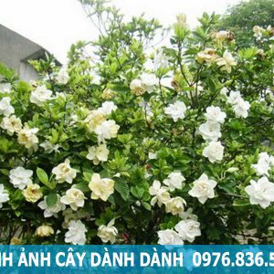 hình ảnh cây dành dành