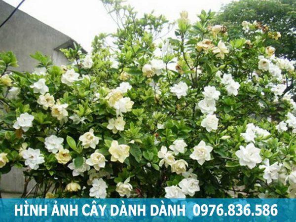 hình ảnh cây dành dành