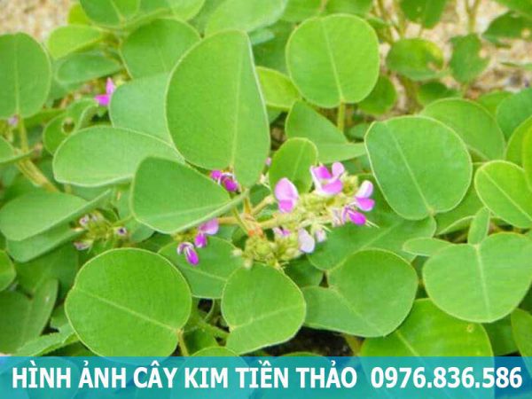 hình ảnh cây kim tiền thảo