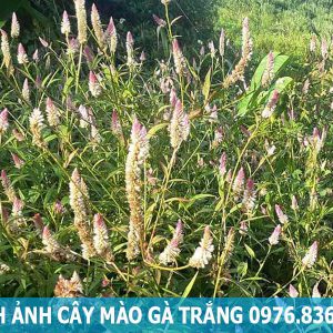 hình ảnh cây mào gà trắng