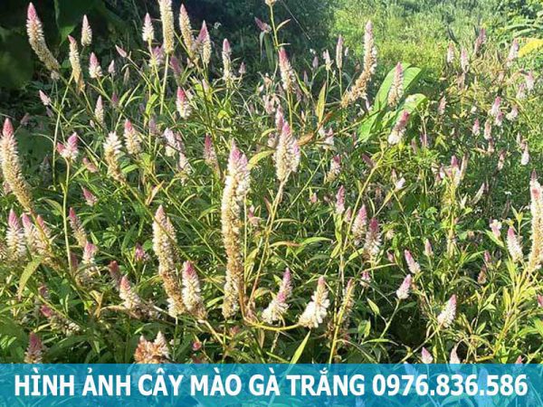 hình ảnh cây mào gà trắng