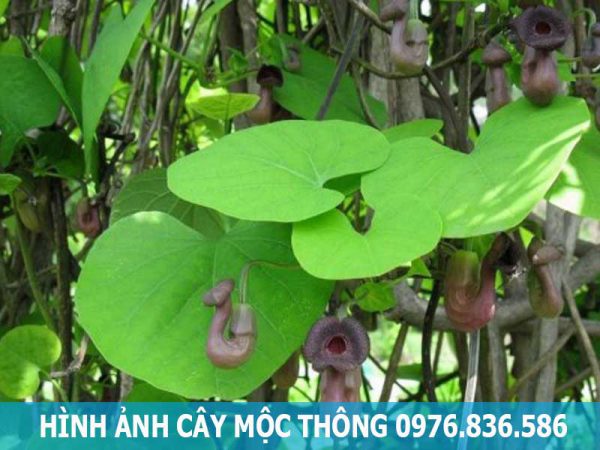 hình ảnh cây mộc thông