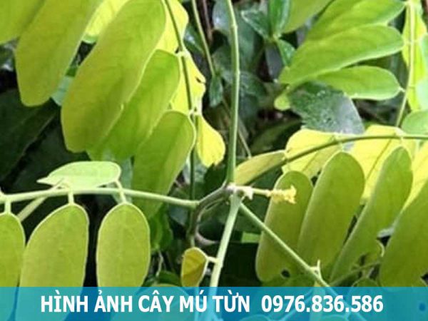 hình ảnh cây mú từn